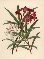 Nerium or Oleander, Nerium Oleander